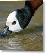 White-faced Whistling Duck Metal Print