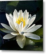 White Water Lily Metal Print