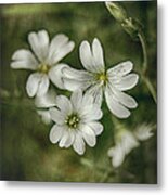 White Flowers Metal Print