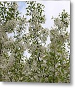 White Flowers On Branches Metal Print