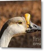 White Fronted Goose-portrait Metal Print