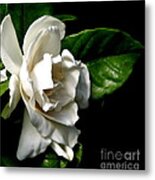 White Gardenia Metal Print