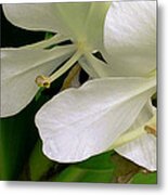 White Ginger Flowers Metal Print