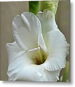 White Gladiola Flower Metal Print
