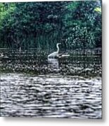 White Heron Metal Print