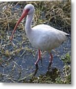 White Ibis In The Swamp Metal Print