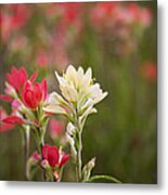 White Indian Paintbrush Metal Print