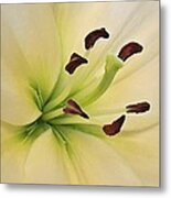 White Lily Pp-6 Metal Print