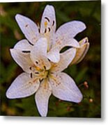 White Lily Starburst Metal Print