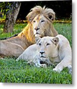 White Lion And Lioness Metal Print