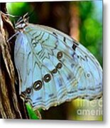 White Morpho Butterfly Metal Print