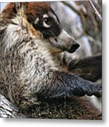 White-nosed Coati 3 Metal Print