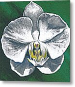 White Orchid I Metal Print