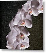 White Orchid Still Life Metal Print