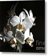 White Orchids Metal Print