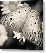 White Peacock Butterfly Metal Print