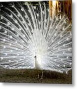 White Peacock Metal Print