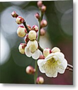 White Plum Blossoms Metal Print