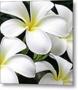 White Plumeria Metal Print