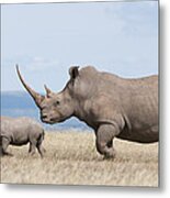 White Rhinoceros And Calf  Kenya Metal Print