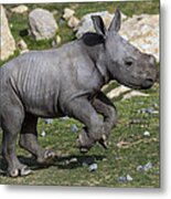 White Rhinoceros Calf Running Metal Print