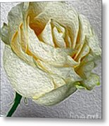 White Rose In Oil Effect Metal Print