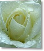 White Rose Metal Print