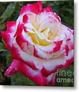 White Rose With Pink Texture Hybrid Metal Print