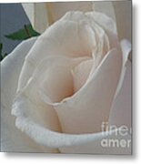 White Roses Metal Print