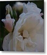 White Roses From My Summer Garden Metal Print