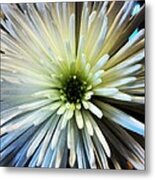 White Spider Mum Metal Print