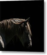White Stallion - Black Background Metal Print