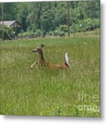 White-tailed Deer Prancing In The Grass Metal Print