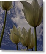 White Tulips Metal Print