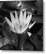 White Water Lily 001 Bw Metal Print