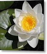 White Water Lily Metal Print