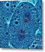 Whitefish Cells In Anaphase, Lm Metal Print