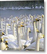 Whooper Swans Wintering Hokkaido Japan Metal Print