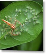 Wide-jawed Viciria Spider With Babies Metal Print