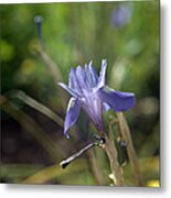 Wild Cretan Iris Metal Print