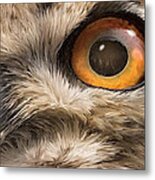 Wild Eyes - Owl Metal Print
