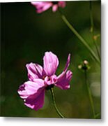 Wild Flowers Metal Print