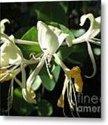 Wild Honeysuckle Metal Print