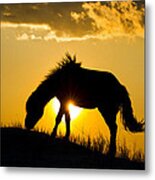 Wild Horse And Setting Sun Metal Print