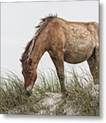 Wild Horse Mare On Sand Dune Metal Print