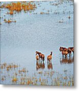 Wild Horses In A Wet Field, Broome Metal Print