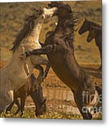 Wild Mustang Stallions - Signed Metal Print