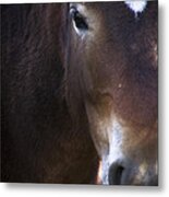 Wild Mustangs Of New Mexico 42 Metal Print