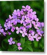 Wild Phlox Metal Print