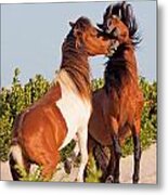 Wild Ponies At Play Metal Print